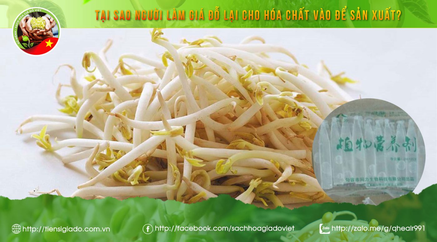 giá đỗ