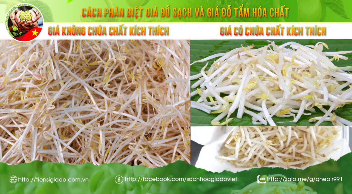 giá đỗ
